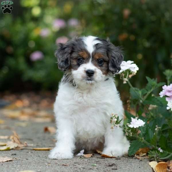 Sunshine, Cavapoo Puppy